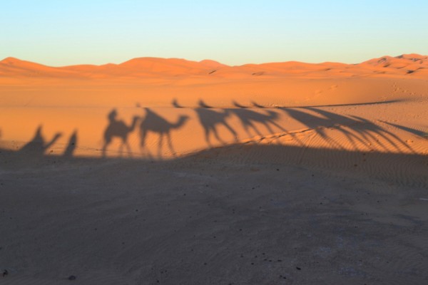 Las sombras de los dromedarios formando una típica postal del desierto
